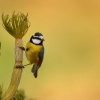 Sykora modrokridla - Cyanistes teneriffae - Tenerife Blue Tit 2193
